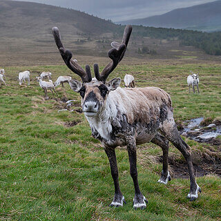 Cairngorms - Reindeers